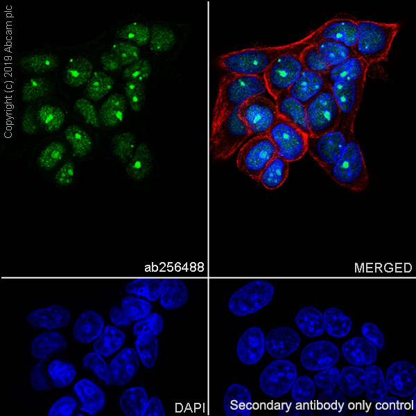 Immunocytochemistry/ Immunofluorescence - Anti-PELP1 antibody [EPR22864-62] (AB256488), expandable thumbnail