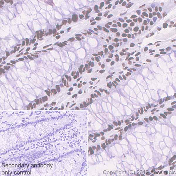 Immunohistochemistry (Formalin/PFA-fixed paraffin-embedded sections) - Anti-PELP1 antibody [EPR22864-62] (AB256488), expandable thumbnail