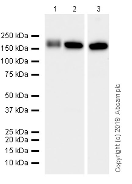 Western blot - Anti-PELP1 antibody [EPR22864-62] (AB256488), expandable thumbnail