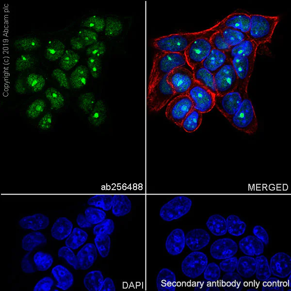 Immunocytochemistry/ Immunofluorescence - Anti-PELP1 antibody [EPR22864-62] - BSA and Azide free (AB256825)