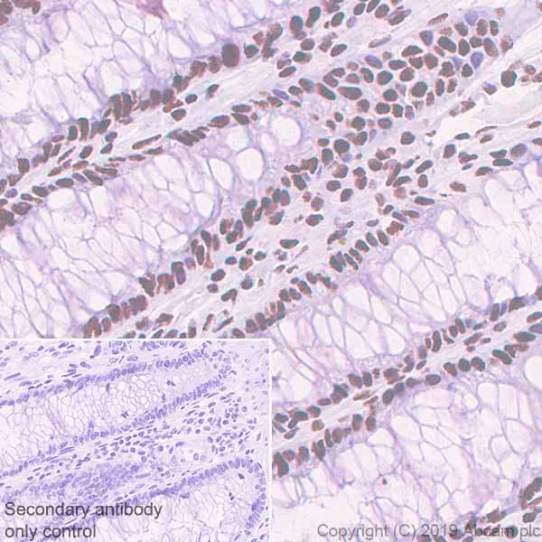 Immunohistochemistry (Formalin/PFA-fixed paraffin-embedded sections) - Anti-PELP1 antibody [EPR22864-62] - BSA and Azide free (AB256825)