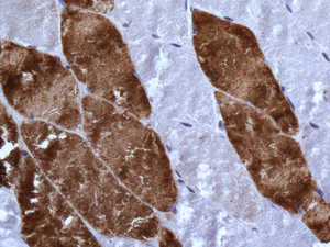 Immunohistochemistry (Formalin/PFA-fixed paraffin-embedded sections) - Anti-PEN2 antibody [EPR9200] - BSA and Azide free (AB249136)