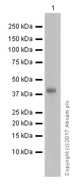 Western blot - Anti-Pentraxin 3/PTX3 antibody [EPR18678-105] (AB190838)