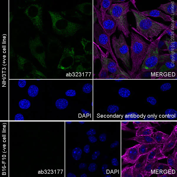 Immunocytochemistry/ Immunofluorescence - Anti-Pentraxin 3/PTX3 antibody [EPR22094-19] (AB323177)