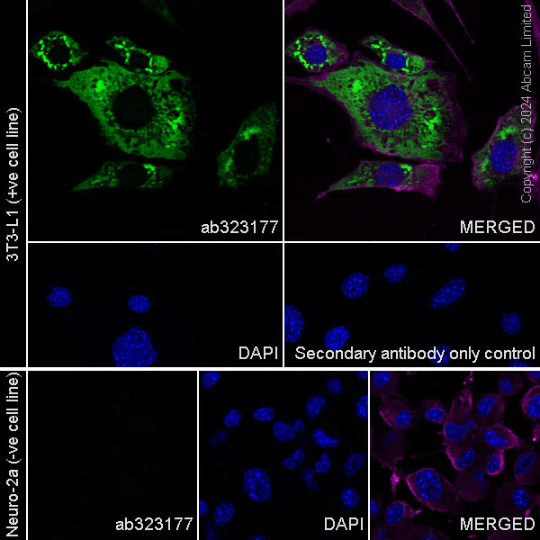 Immunocytochemistry/ Immunofluorescence - Anti-Pentraxin 3/PTX3 antibody [EPR22094-19] (AB323177)