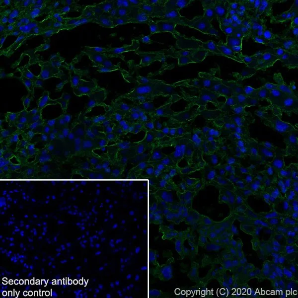 Immunohistochemistry (Frozen sections) - Anti-Pentraxin 3/PTX3 antibody [MNB1] (AB90806)