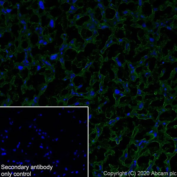 Immunohistochemistry (Frozen sections) - Anti-Pentraxin 3/PTX3 antibody [MNB1] (AB90806)