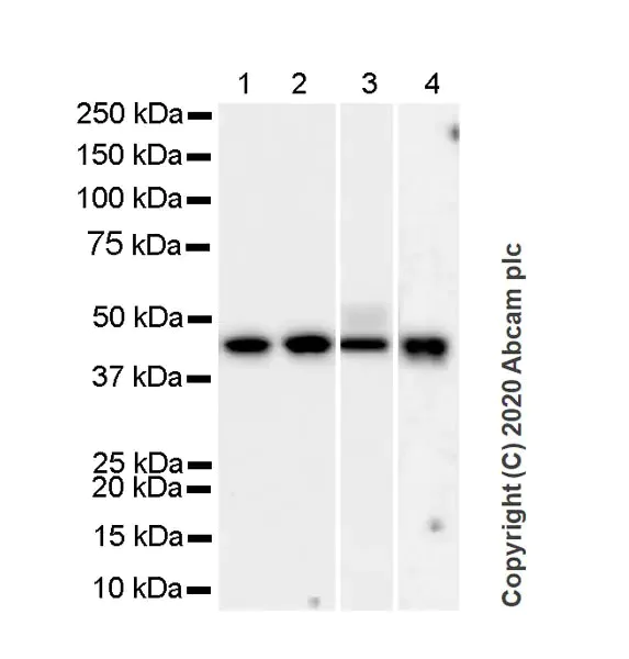 Western blot - Anti-Pentraxin 3/PTX3 antibody [MNB1] (AB90806)