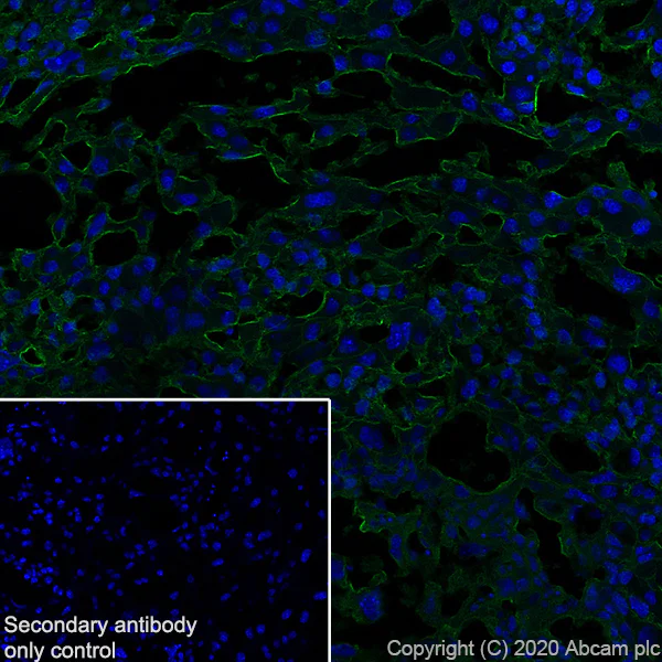 Immunohistochemistry (Frozen sections) - Anti-Pentraxin 3/PTX3 antibody [MNB1] - BSA and Azide free (AB264487)