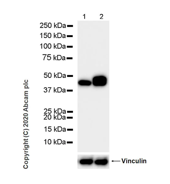 Western blot - Anti-Pentraxin 3/PTX3 antibody [MNB1] - BSA and Azide free (AB264487)