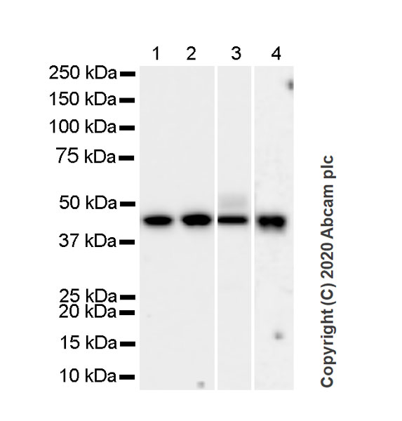 Western blot - Anti-Pentraxin 3/PTX3 antibody [MNB1] - BSA and Azide free (AB264487), expandable thumbnail