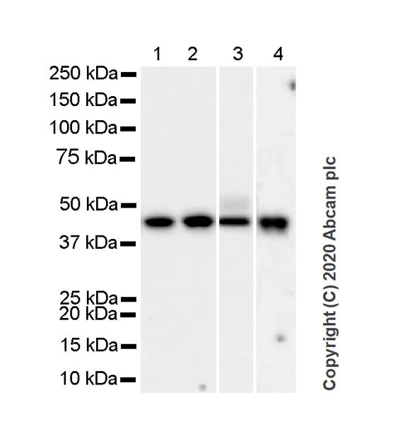 Western blot - Anti-Pentraxin 3/PTX3 antibody [MNB1] - BSA and Azide free (AB264487)