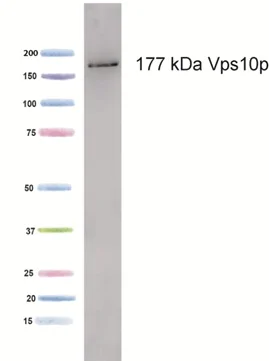 Western blot - Anti-PEP1 antibody [18C8BC7AD10] (AB113690)