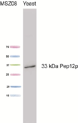 Western blot - Anti-PEP12 antibody [2C3G4] (AB113689), expandable thumbnail