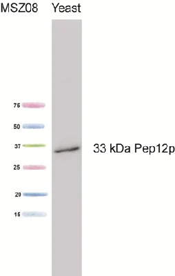 Western blot - Anti-PEP12 antibody [2C3G4] (AB113689)