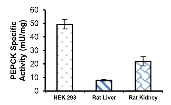 Functional Studies - PEPCK Assay Kit (Phosphoenolpyruvate Carboxykinase) (AB239714)