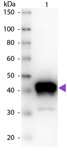 Western blot - Anti-Pepsin antibody (AB181876)