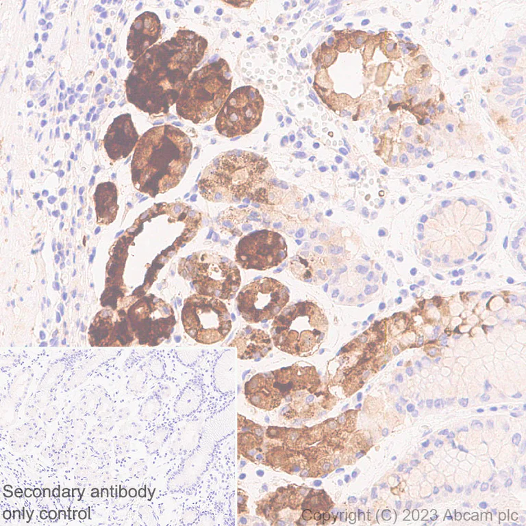 Immunohistochemistry (Formalin/PFA-fixed paraffin-embedded sections) - Anti-Pepsin antibody [EPR28182-66] (AB312852)
