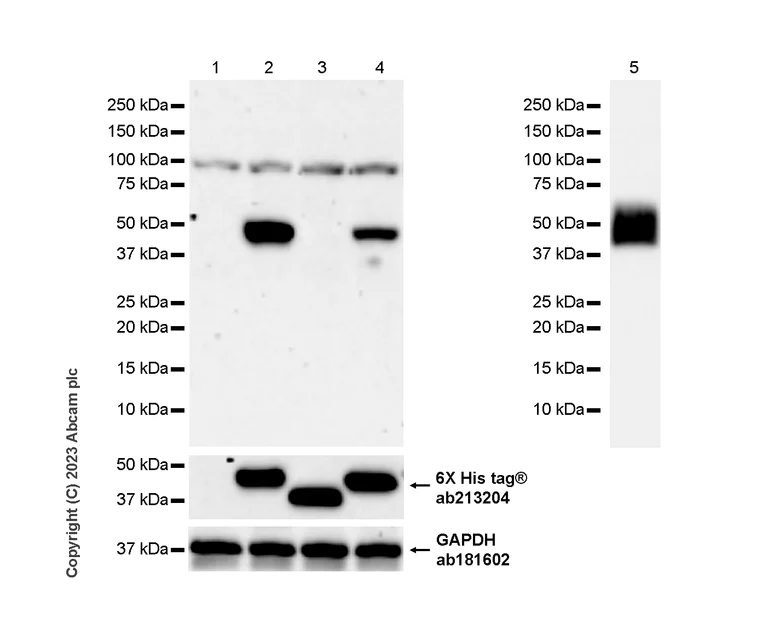 Western blot - Anti-Pepsin antibody [EPR28182-66] (AB312852)