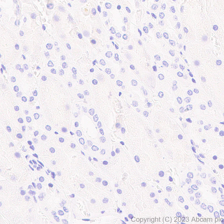 Immunohistochemistry (Formalin/PFA-fixed paraffin-embedded sections) - Anti-Pepsin antibody [EPR28182-66] - BSA and Azide free (AB312853)