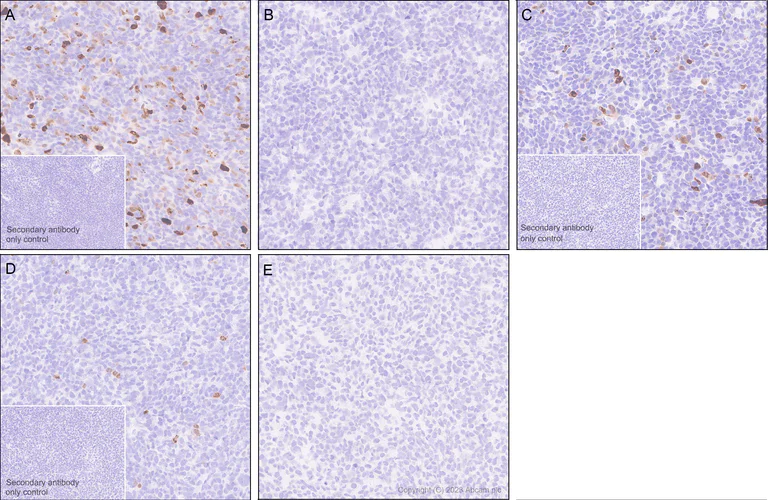 Immunohistochemistry (Formalin/PFA-fixed paraffin-embedded sections) - Anti-Pepsin antibody [EPR28182-66] - BSA and Azide free (AB312853)