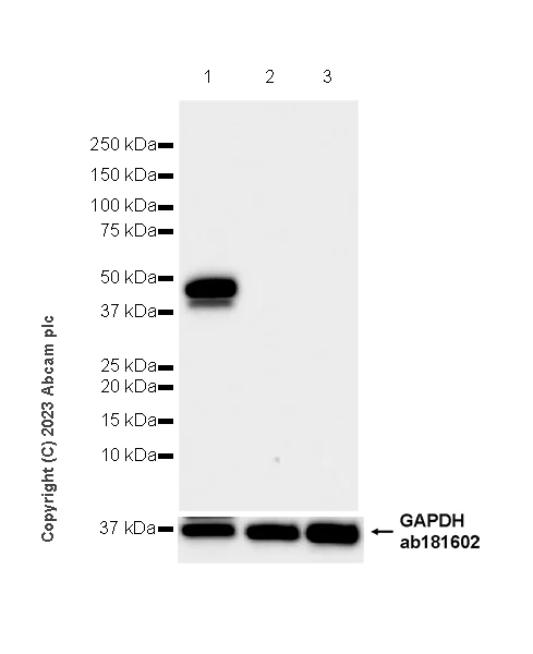 Western blot - Anti-Pepsin antibody [EPR28182-66] - BSA and Azide free (AB312853)