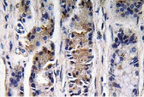 Immunohistochemistry (Formalin/PFA-fixed paraffin-embedded sections) - Anti-Pepsinogen II/PGC antibody (AB135862)