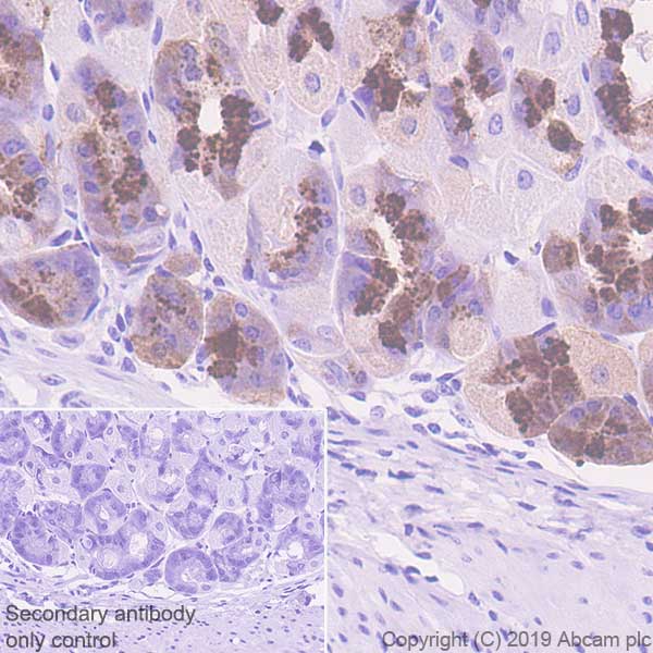 Immunohistochemistry (Formalin/PFA-fixed paraffin-embedded sections) - Anti-Pepsinogen II/PGC antibody [EPR22843-269] (AB255826), expandable thumbnail
