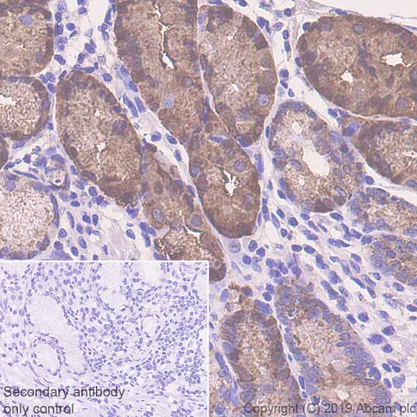 Immunohistochemistry (Formalin/PFA-fixed paraffin-embedded sections) - Anti-Pepsinogen II/PGC antibody [EPR22843-269] (ab255826), expandable thumbnail