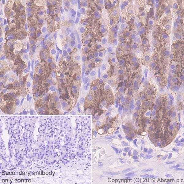 Immunohistochemistry (Formalin/PFA-fixed paraffin-embedded sections) - Anti-Pepsinogen II/PGC antibody [EPR22843-269] (AB255826), expandable thumbnail