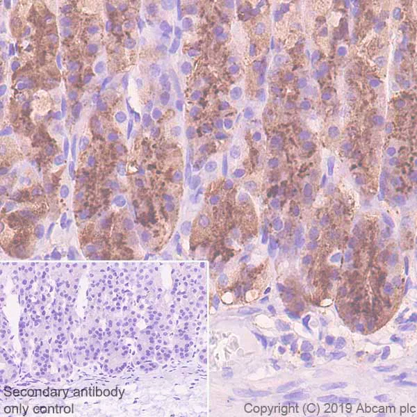 Immunohistochemistry (Formalin/PFA-fixed paraffin-embedded sections) - Anti-Pepsinogen II/PGC antibody [EPR22843-269] (AB255826)