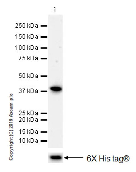 Western blot - Anti-Pepsinogen II/PGC antibody [EPR22843-269] (AB255826), expandable thumbnail