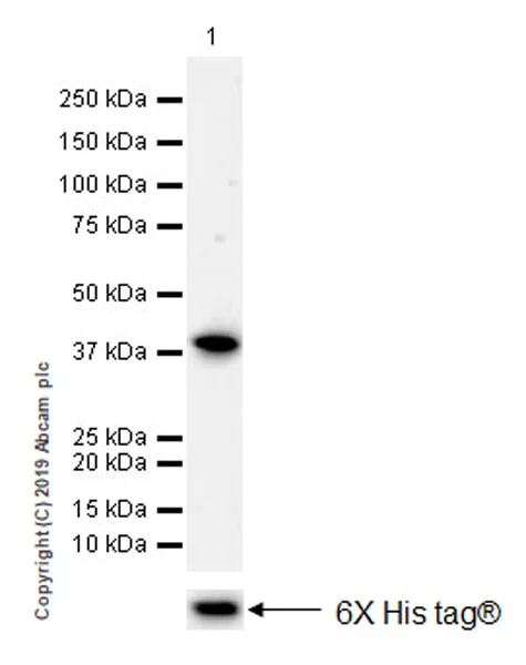 Western blot - Anti-Pepsinogen II/PGC antibody [EPR22843-269] (AB255826)