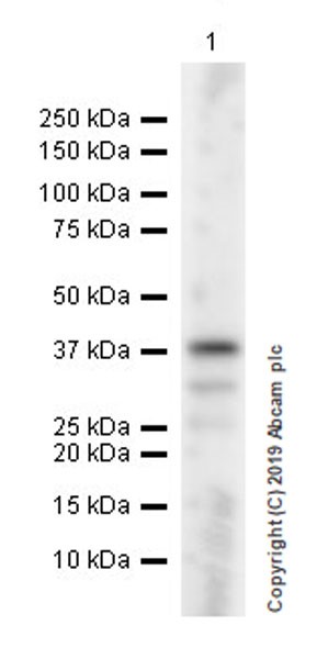 Western blot - Anti-Pepsinogen II/PGC antibody [EPR22843-269] (AB255826), expandable thumbnail