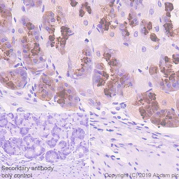 Immunohistochemistry (Formalin/PFA-fixed paraffin-embedded sections) - Anti-Pepsinogen II/PGC antibody [EPR22843-269] - BSA and Azide free (AB259997)