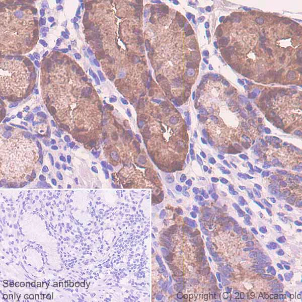Immunohistochemistry (Formalin/PFA-fixed paraffin-embedded sections) - Anti-Pepsinogen II/PGC antibody [EPR22843-269] - BSA and Azide free (AB259997)