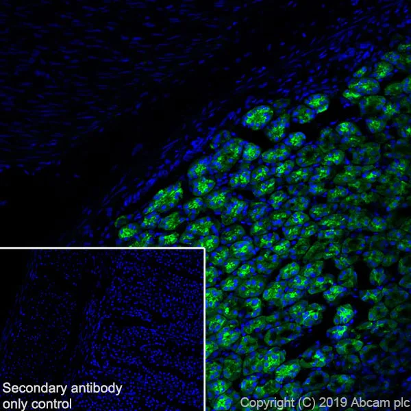 Immunohistochemistry (Frozen sections) - Anti-Pepsinogen II/PGC antibody [EPR22843-269] - BSA and Azide free (AB259997)