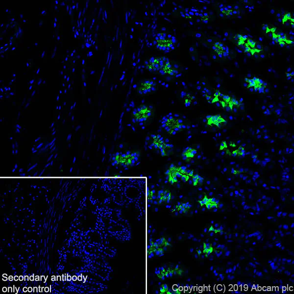 Immunohistochemistry (Frozen sections) - Anti-Pepsinogen II/PGC antibody [EPR22843-269] - BSA and Azide free (AB259997)