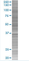 Pepsinogen II/PGC overexpression 293T lysate (whole cell)