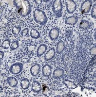 Immunohistochemistry (Formalin/PFA-fixed paraffin-embedded sections) - Anti-Peptide YY/PYY antibody [1] (AB112474)