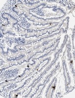 Immunohistochemistry (Formalin/PFA-fixed paraffin-embedded sections) - Anti-Peptide YY/PYY antibody [1] (AB112474)