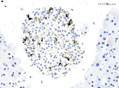 Immunohistochemistry (Formalin/PFA-fixed paraffin-embedded sections) - Anti-Peptide YY/PYY antibody (AB131246)