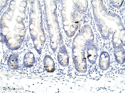 Immunohistochemistry (Formalin/PFA-fixed paraffin-embedded sections) - Anti-Peptide YY/PYY antibody (AB131246)