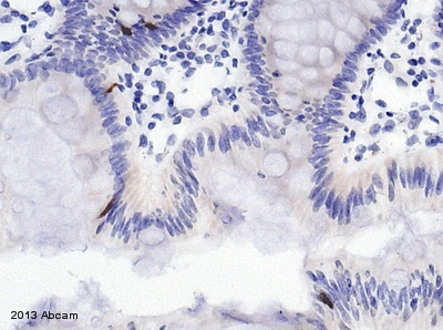 Immunohistochemistry (Formalin/PFA-fixed paraffin-embedded sections) - Anti-Peptide YY/PYY antibody (AB131246)
