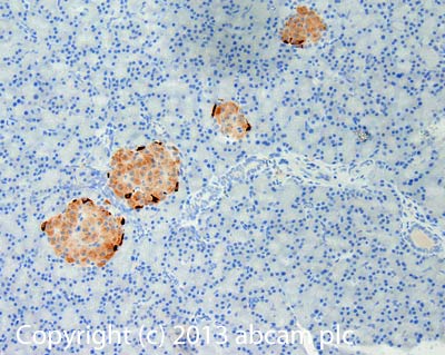 Immunohistochemistry (Formalin/PFA-fixed paraffin-embedded sections) - Anti-Peptide YY/PYY antibody (AB131246)