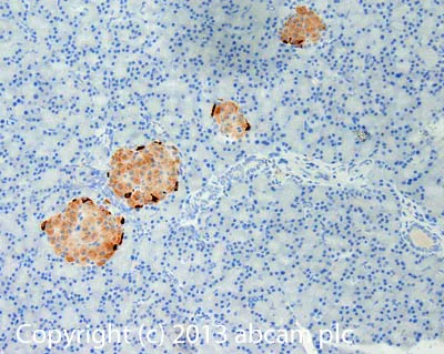 Immunohistochemistry (Formalin/PFA-fixed paraffin-embedded sections) - Anti-Peptide YY/PYY antibody (AB131246)