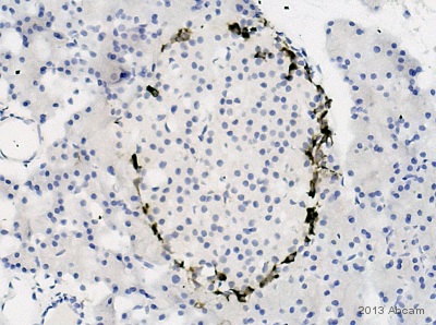Immunohistochemistry (Formalin/PFA-fixed paraffin-embedded sections) - Anti-Peptide YY/PYY antibody (AB22663)