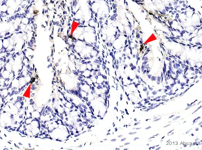 Immunohistochemistry (Formalin/PFA-fixed paraffin-embedded sections) - Anti-Peptide YY/PYY antibody (AB22663)