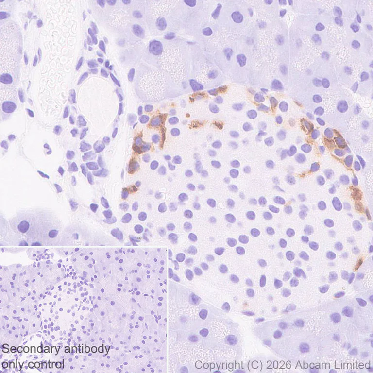 Immunohistochemistry (Formalin/PFA-fixed paraffin-embedded sections) - Anti-Peptide YY/PYY antibody [EPR21011-6R] (AB325645)