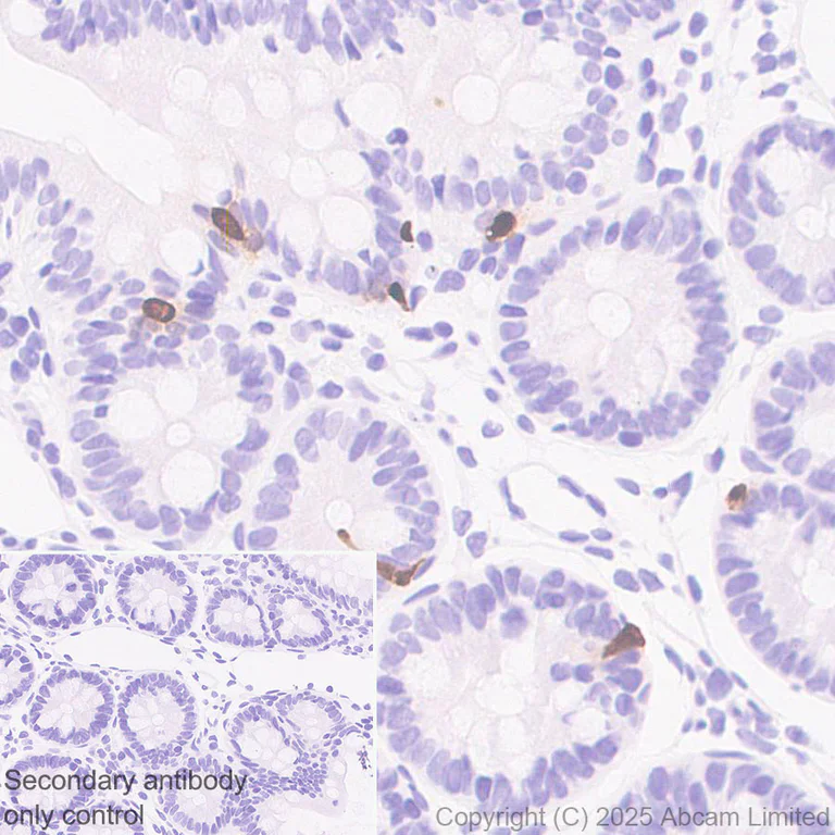 Immunohistochemistry (Formalin/PFA-fixed paraffin-embedded sections) - Anti-Peptide YY/PYY antibody [EPR21011-6R] (AB325645)